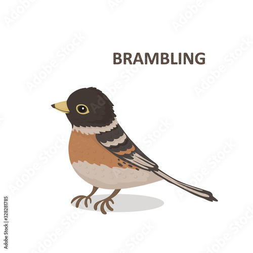 Vector illustration, a cartoon cute brambling. Isolated on a white background. photo