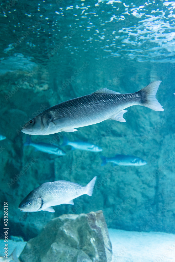 Poisson Poisson