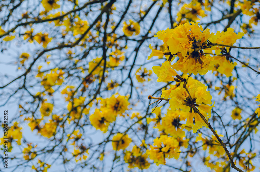 Tabebuia aurea flowers blooming on its tree branches with bright blue sky background. Tabebuia aurea flowers blooming on its tree branches with bright blue sky background.