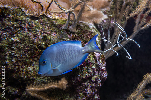 Poisson bleu