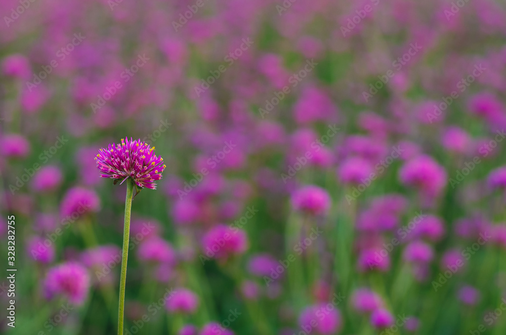 Obraz premium Pink color Globe amaranth flower with colorful blurry background.