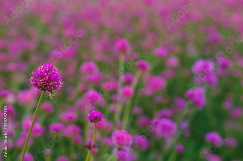 Pink color Globe amaranth flower with colorful blurry background.