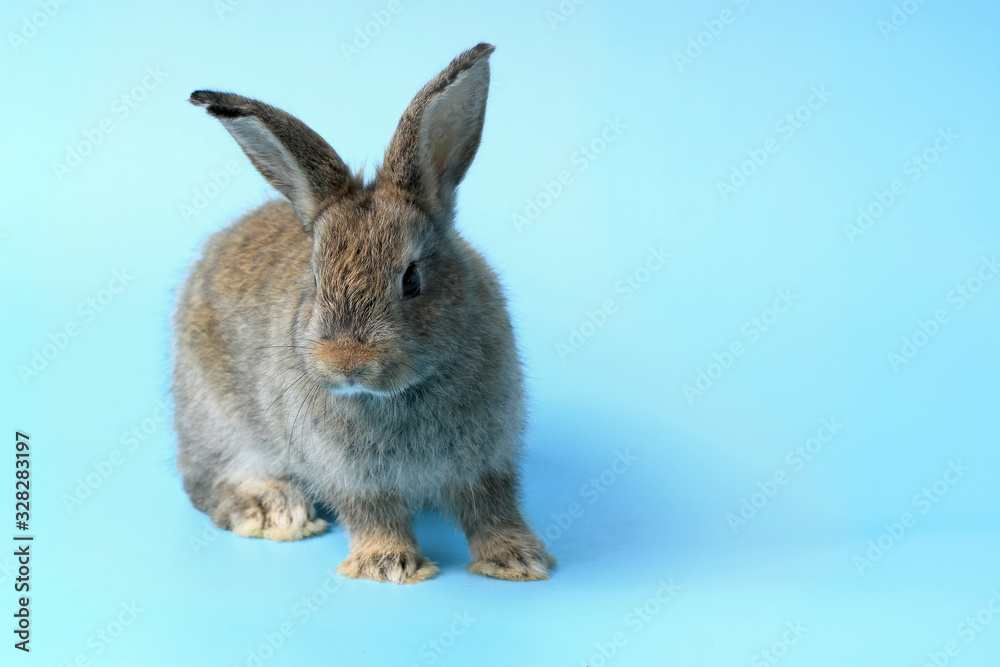 Happy cute gray bunny rabbit with long ears on blue background. celebrate Easter holiday and spring coming concept.