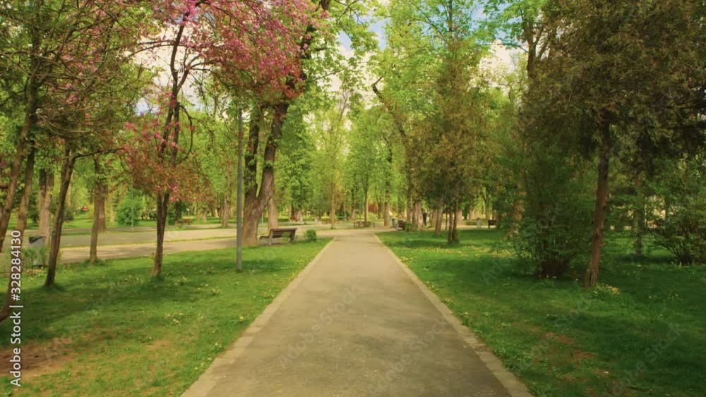 A Walk Through The Park In A Beautiful Spring Day. Trees in bloom A Walk Through The Park In A Beautiful Spring Day. Trees in bloom