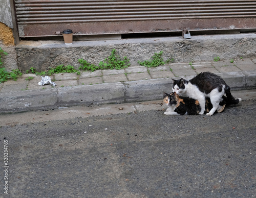 Funny scene with two stray cats mating in the streets of Nicosia, Cyprus
