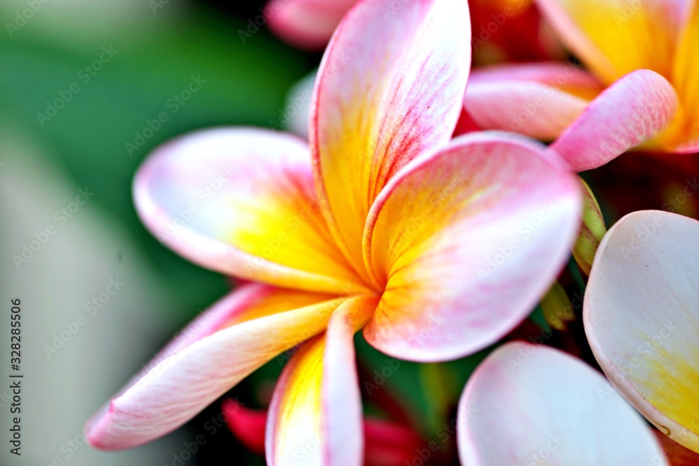 Frangipani Blüte Frangipani Blüte