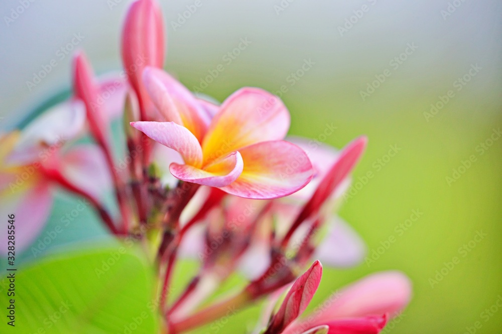 Frangipani Blüten