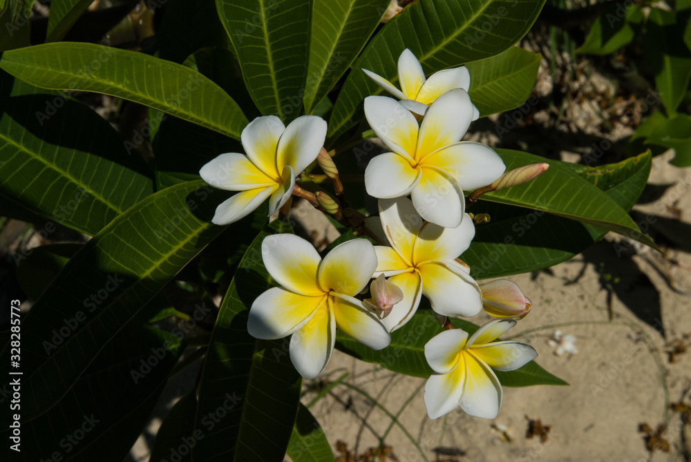 Fleurs de frangipanier sur une île des Mitsio à Madagascar. Fleurs de frangipanier sur une île des Mitsio à Madagascar.