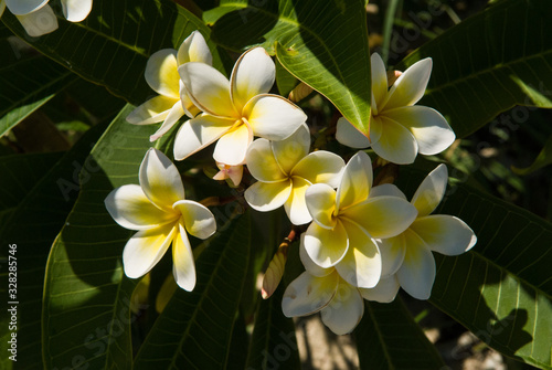 Fleurs de frangipanier sur une île des Mitsio à Madagascar.