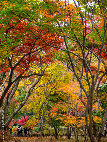 紅葉 Autumn leaves 73