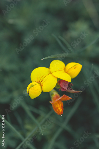 yellow flower on green background