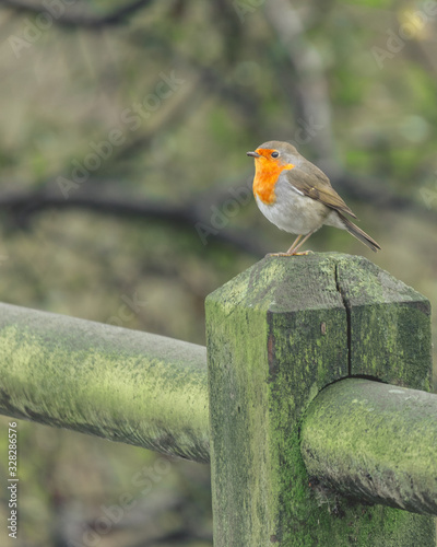 Robin in fence