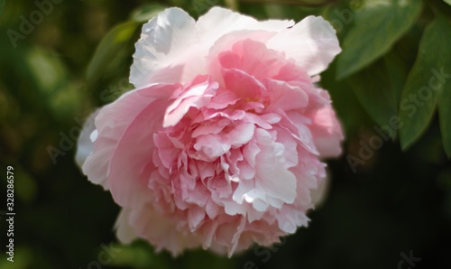 pink flower in the garden