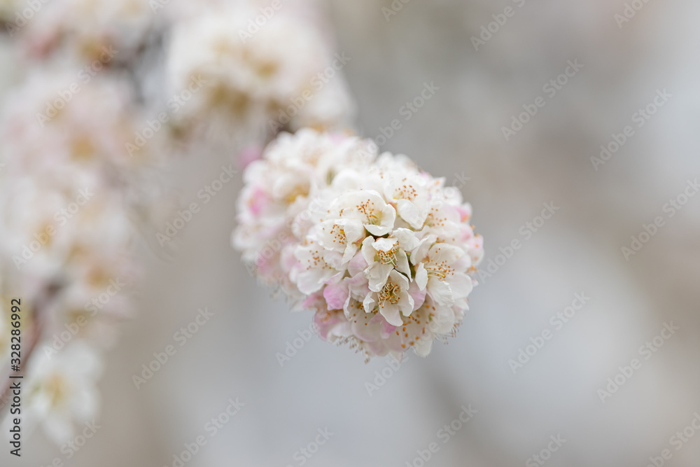 White plum flowers, like snowflakes, full of fields White plum flowers, like snowflakes, full of fields