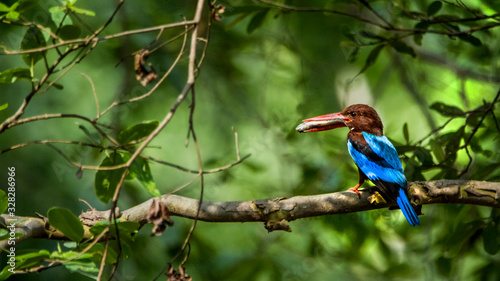 White throted kingfisher with kill