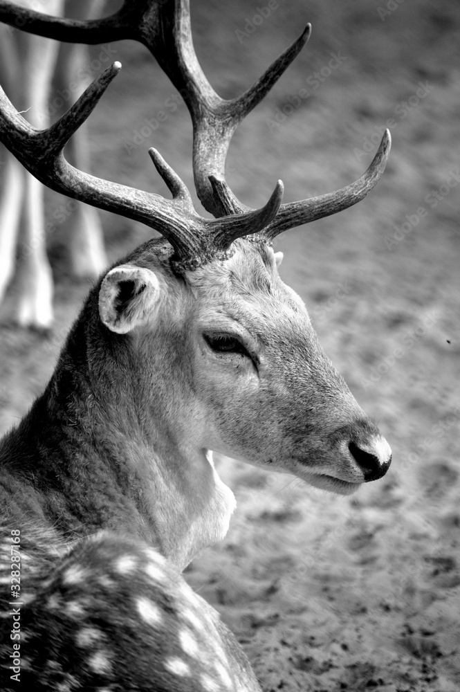 a beautiful image of rein deer a beautiful image of rein deer