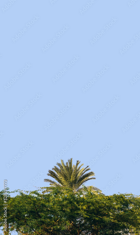 Φωτογραφία south tropic wallpaper landscape scenic view of garden park outdoor palm tree on