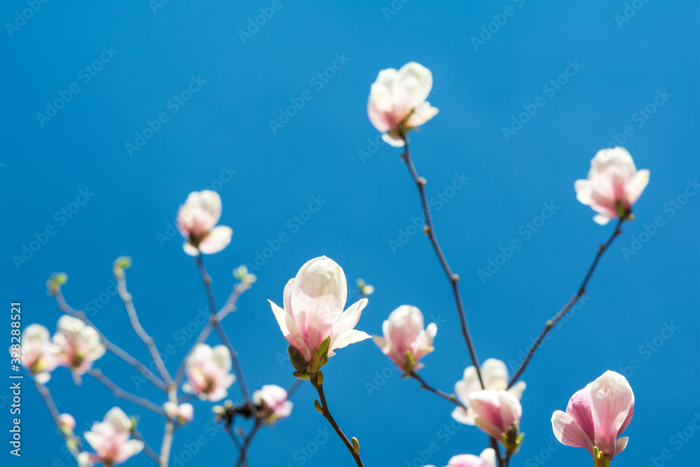 Pink magnolia flower on tree against blue sky. Spring background. Soft focus Pink magnolia flower on tree against blue sky. Spring background. Soft focus