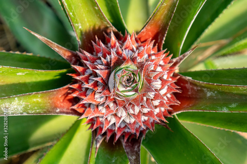 Pineapple on tree in the garden.