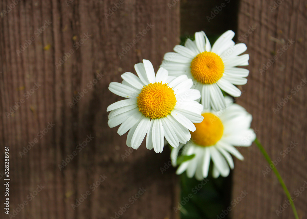 Fototapeta premium white daisies peek out of a wooden fence in summer