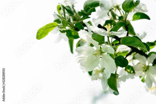 Isolated apple tree blossom branch. Spring background. Copy space . Soft focus