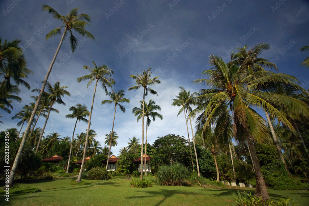 Lush green garden with palm trees on background of bright blue sky. Green crowns, heigh trunks, bright green grass