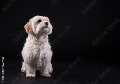Schilderij op canvas white haired maltese dog bichon facing forward against a black background