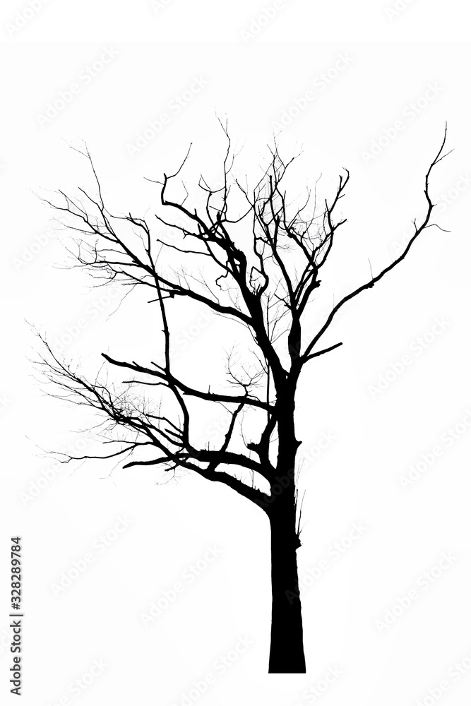 Black and white trees and branches on a white background Black and white trees and branches on a white background