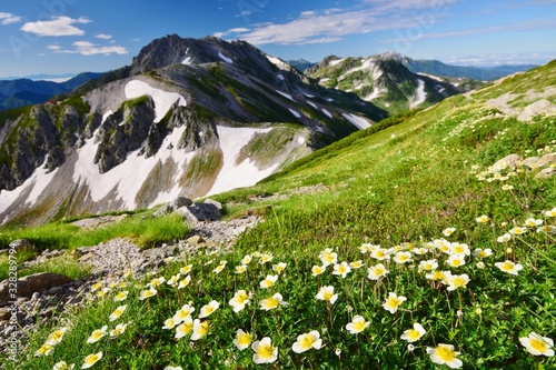 花咲く北アルプス 立山連峰 