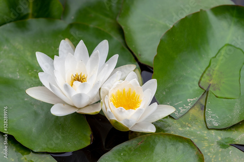 Water lily growing on green leaves