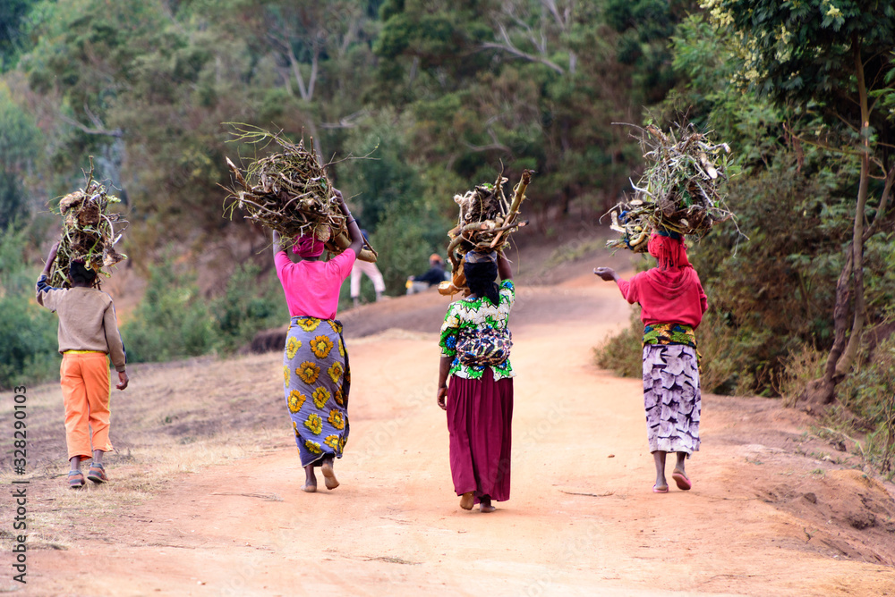 Four women carrying fire wood on their heads - obrazy, fototapety, plakaty 