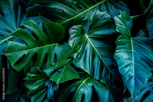 Monstera green leaves or Monstera Deliciosa in dark tones, background or green leafy tropical pine forest patterns for creative design elements. Philodendron monstera textures photo