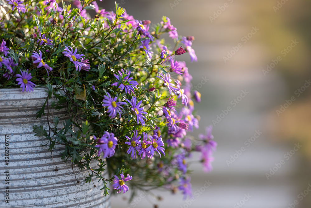 Obraz premium Flowers in spring sunshine