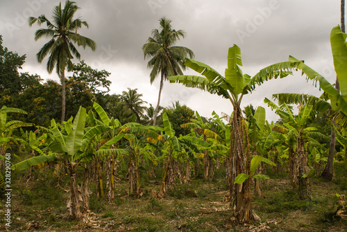 Bananeraie à Mayotte