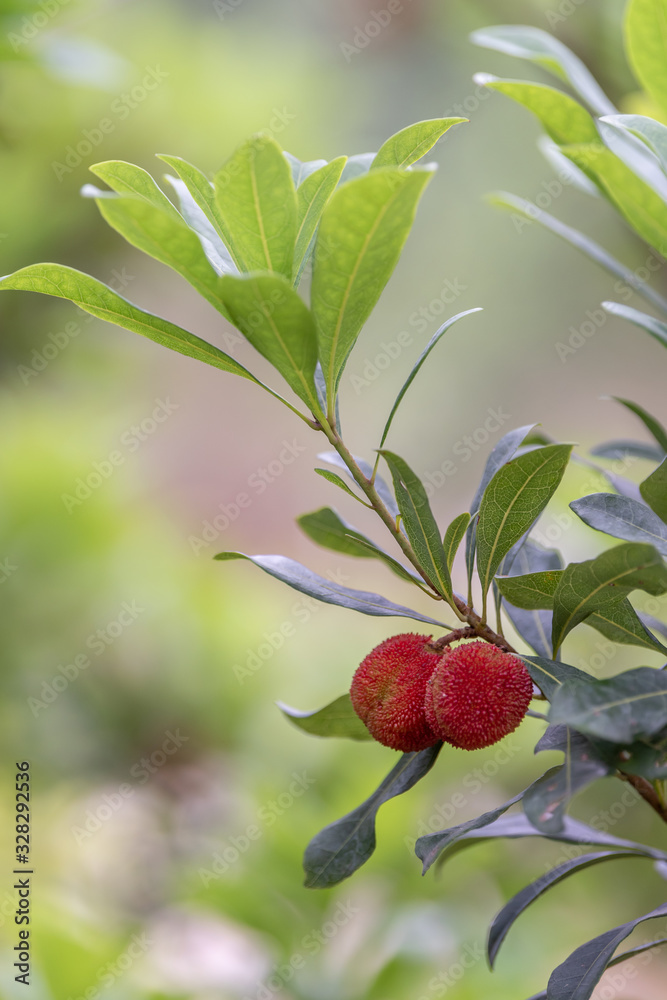 Obraz premium The wax myrtle is ripe, the red fruit is very attractive