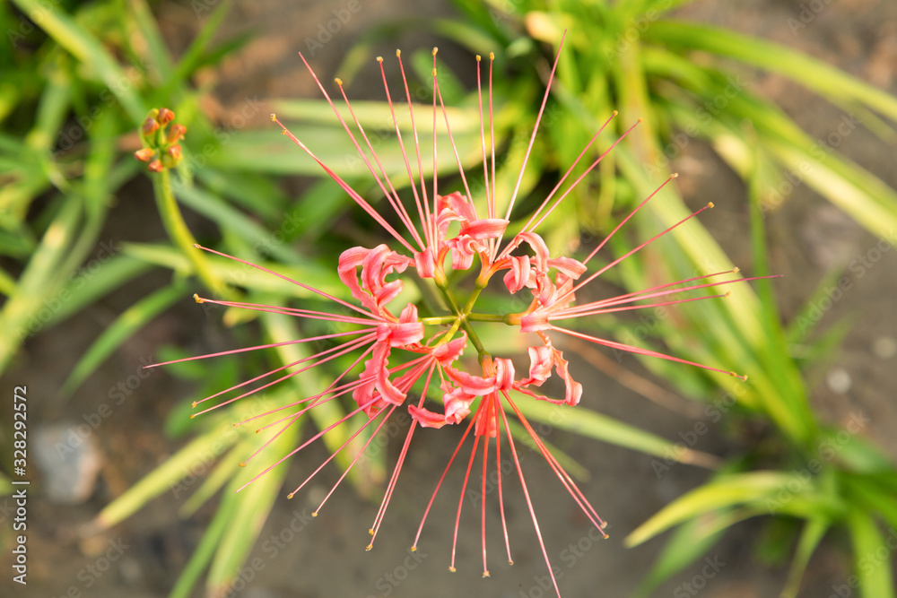 The other shore flowers blooming in the botanical garden The other shore flowers blooming in the botanical garden