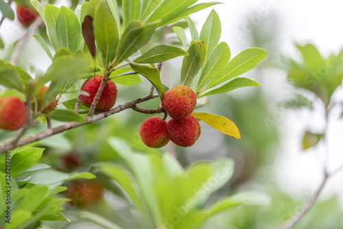 The wax myrtle is ripe, the red fruit is very attractive
