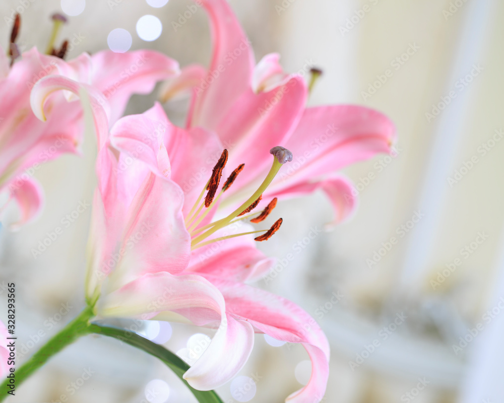 Pink lily flowers isolated against a light background