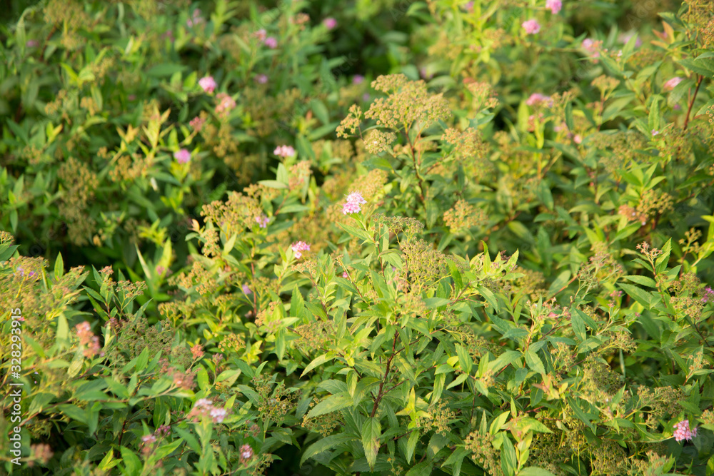 Pink flowers and Spiraea in the basin garden of Nantong, China Pink flowers and Spiraea in the basin garden of Nantong, China