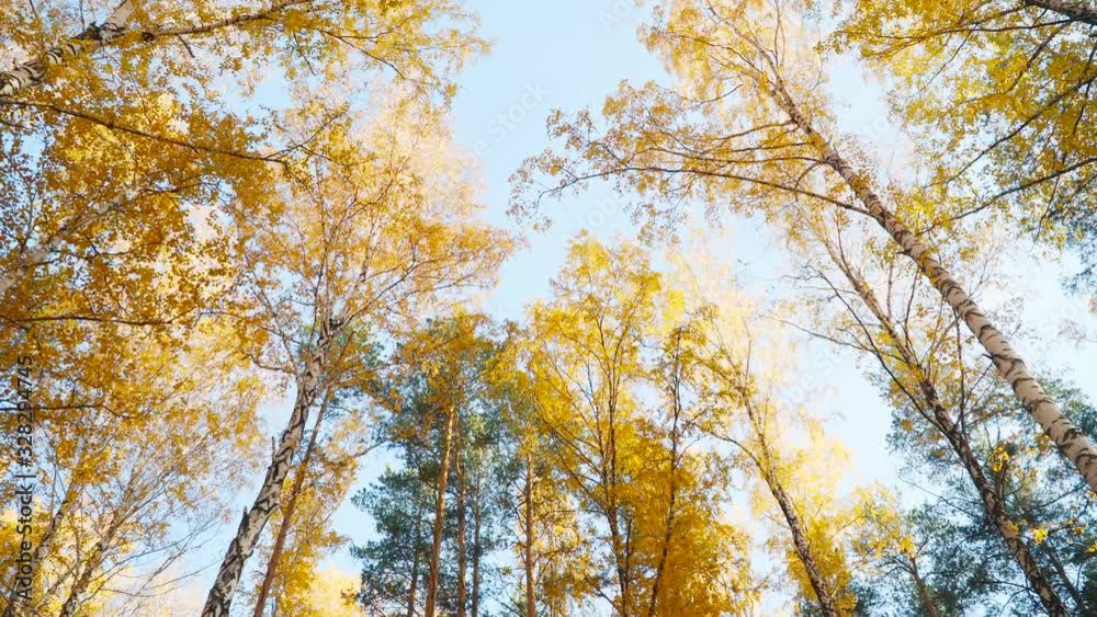Wonderful autumn forest at sunny day. Yellow red trees in park at sunset. Camera moving down from tree tops. Cozy nature corner at fall season Wonderful autumn forest at sunny day. Yellow red trees in park at sunset. Camera moving down from tree tops. Cozy nature corner at fall season
