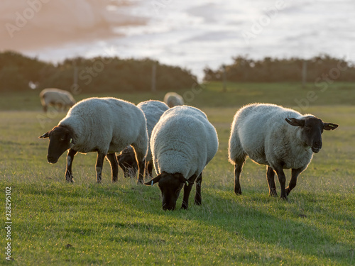 Фотография Suffolk Sheep Ewes at Sunrise