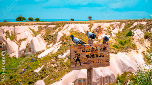 pigeon valley