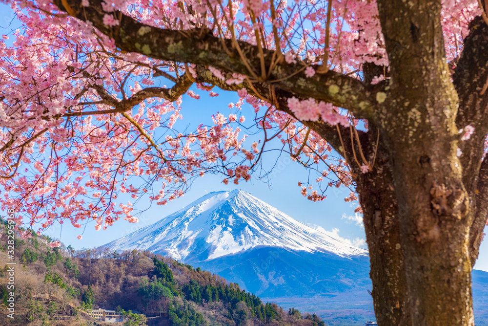 Mount Fuji and cherry blossoms which are viewed from lake Kawaguchiko, Yamanashi, Japan. Mount Fuji and cherry blossoms which are viewed from lake Kawaguchiko, Yamanashi, Japan.