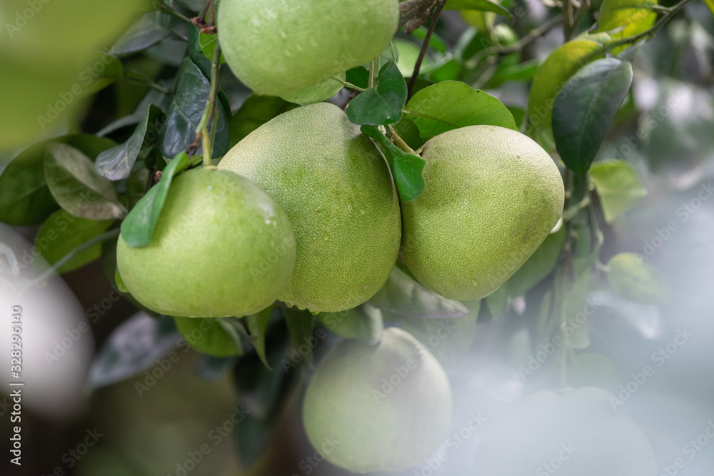 The grapefruit in the orchard hangs on the tree