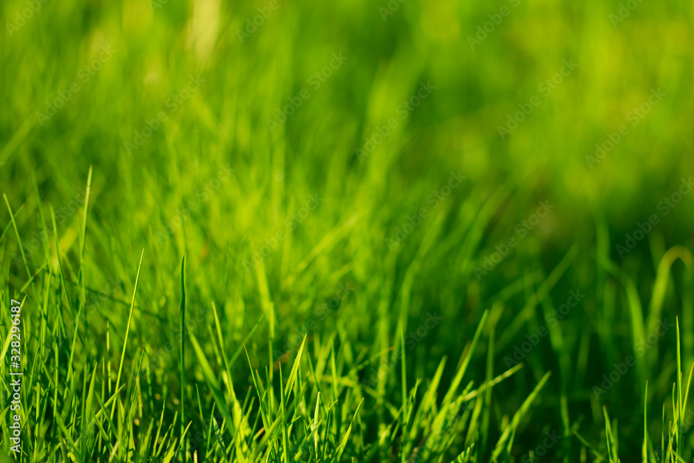 green grass background green grass background