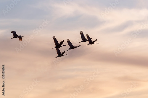 The flock of sandhill cranes flying in the blue sky over Galveston Island