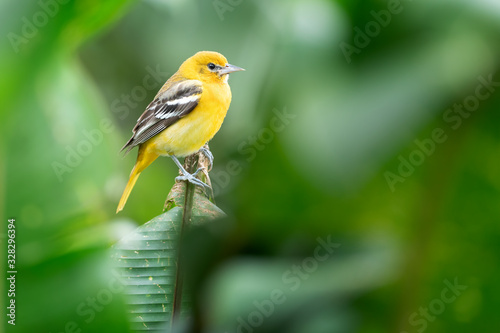 Female of Baltimore Oriole (Icterus galbula) is migrant bird of Costa Rica. Very nice Yellow/black bird in green forest.