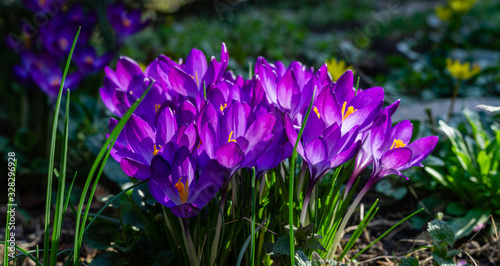 Violet crocuses in early spring garden. Close-up flowering crocuses Ruby Giant on natural green background. Soft selective focus. There is place for text.