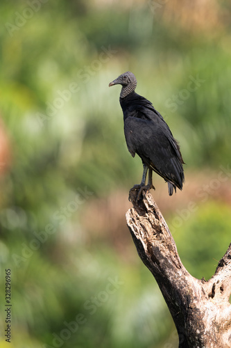 Black vulture (Coragyps atratus) stand on the branch and looks for the food. Black Vulture with green background.