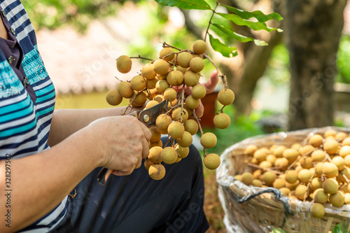 The harvest longan hangs on the tree